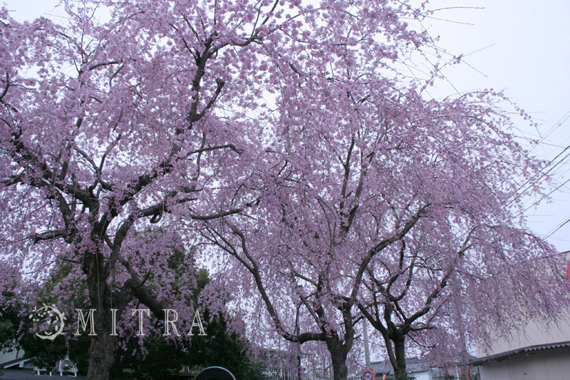 ファイル 46-4.jpg