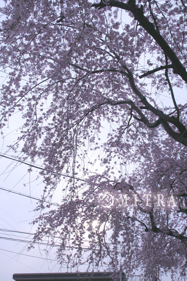 ファイル 46-5.jpg