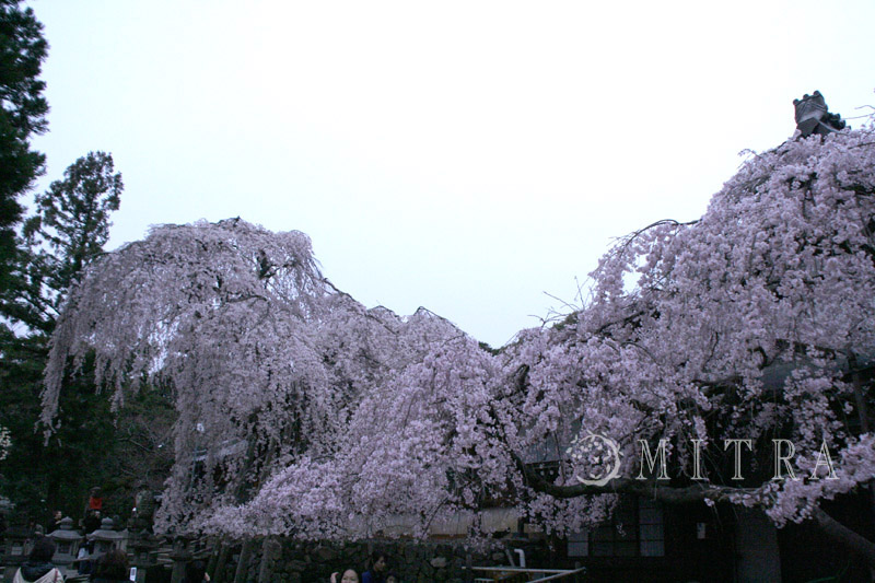 ファイル 47-5.jpg